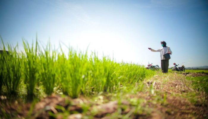 Kinerja Pertanian Indonesia Menguat, Ekspor Naik Impor Turun