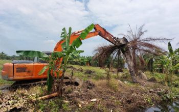 Kemenhut Tertibkan Sawit Ilegal, Selamatkan Ekosistem Mangrove