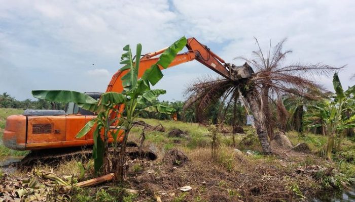Kemenhut Tertibkan Sawit Ilegal, Selamatkan Ekosistem Mangrove