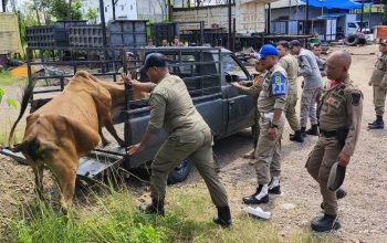 Satpol PP Tertibkan Ternak Berkeliaran di Aceh Besar