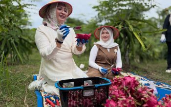 Ketua PKK Aceh Puji Buah Naga Sabang “Meucrop Barang”