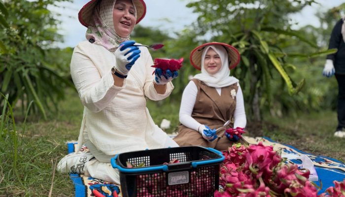 Ketua PKK Aceh Puji Buah Naga Sabang “Meucrop Barang”