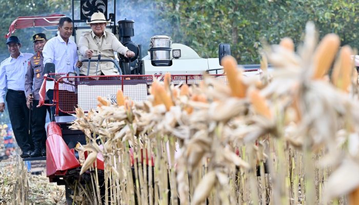 Prabowo Kemudikan Traktor Saat Panen Raya Jagung Nasional