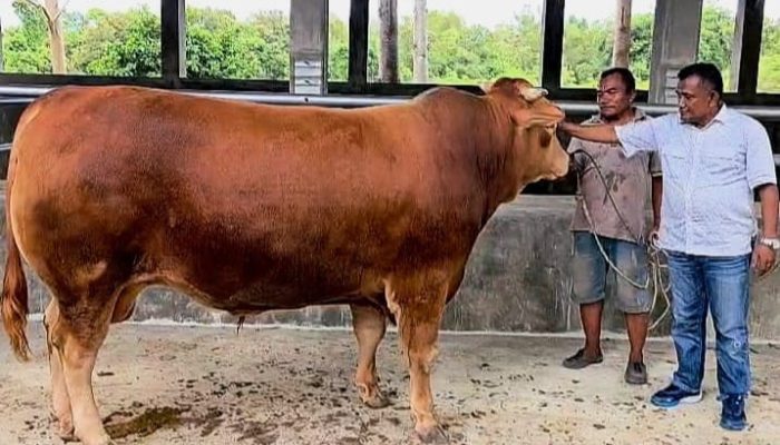 Prabowo Beli Sapi Kurban 1 Ton untuk Simeulue