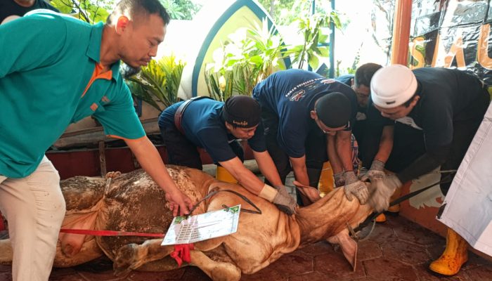 Dinas Peternakan Aceh Ingatkan Bahaya Limbah Kurban dan Rabies