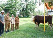 Bupati Armia Serahkan Sapi Kurban Bantuan  Presiden untuk Korban Banjir
