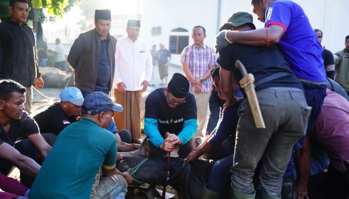 Bupati Aceh Tengah Hadiri Penyembelihan Kurban Bantuan Presiden