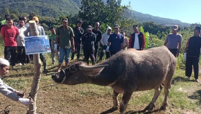 Pemkab Bener Meriah Sembelih 28 Hewan Kurban
