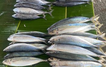 Pasokan Melimpah, Harga Ikan di Al Mahirah Turun