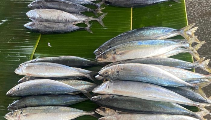 Pasokan Melimpah, Harga Ikan di Al Mahirah Turun