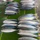 Pasokan Melimpah, Harga Ikan di Al Mahirah Turun