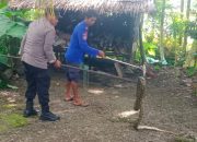 Polisi dan Damkar Evakuasi Ular Piton Dua Meter di Nagan Raya