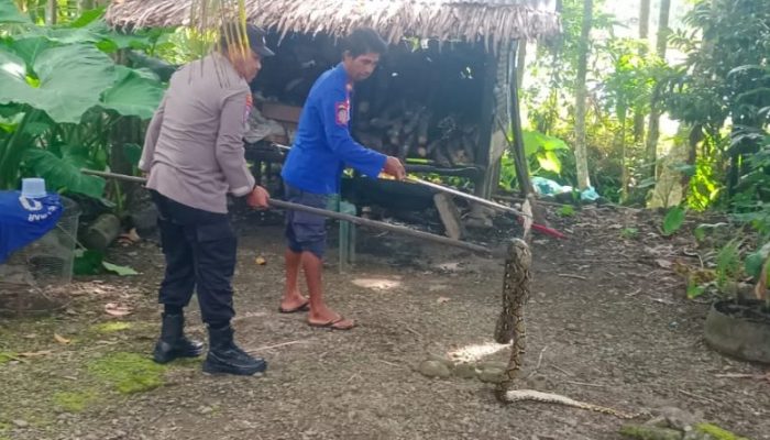 Polisi dan Damkar Evakuasi Ular Piton Dua Meter di Nagan Raya