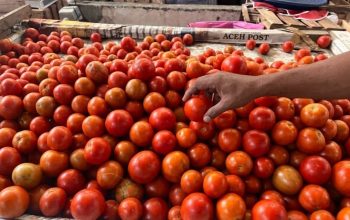 Harga Tomat di Lambaro Naik Tajam Dua Pekan Terakhir