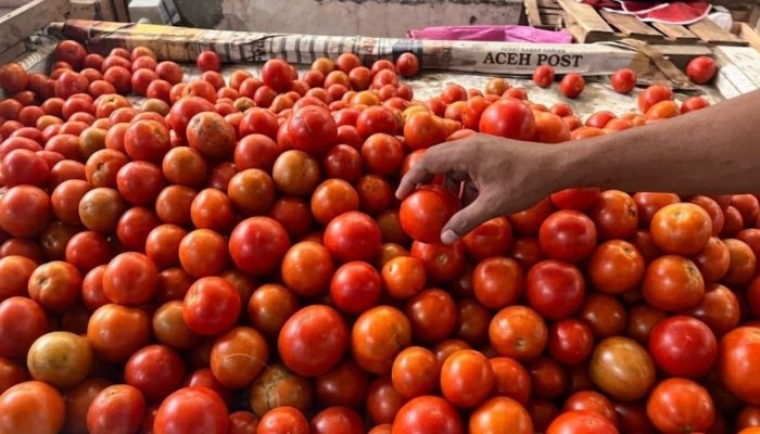 Harga Tomat di Lambaro Naik Tajam Dua Pekan Terakhir