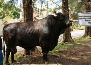 Wali Kota Banda Aceh Serahkan Sapi Kurban Bantuan Presiden
