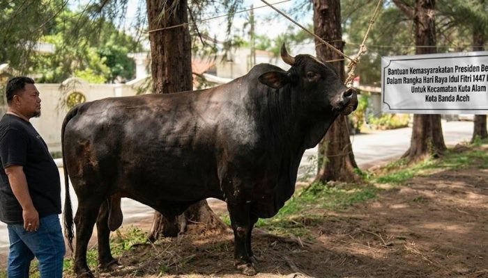 Wali Kota Banda Aceh Serahkan Sapi Kurban Bantuan Presiden