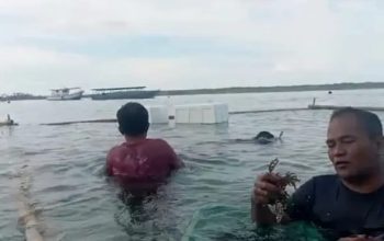 Simeulue Uji Coba Rumput Laut Merah untuk Ekonomi Biru