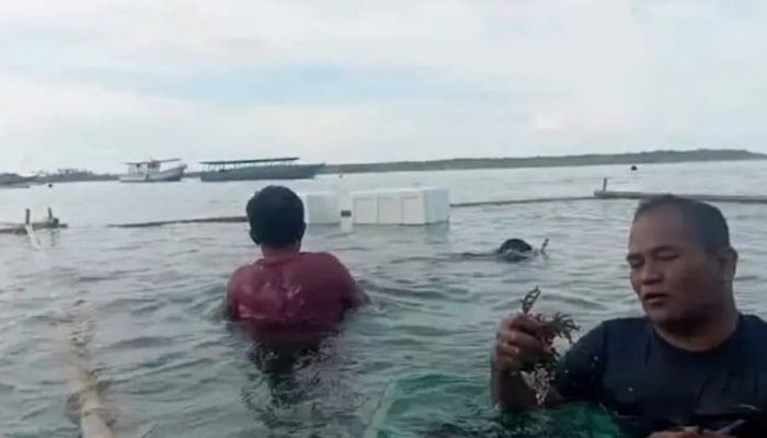 Simeulue Uji Coba Rumput Laut Merah untuk Ekonomi Biru