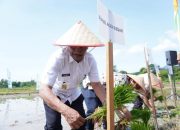 Wakil Bupati Aceh Besar, Drs. H. Syukri, memimpin kegiatan tanam padi serempak Brigade Pangan di Gampong Barueh, Kecamatan Kota Jantho, Jumat, 22 Mei 2026. (Foto: Prokopim Aceh Besar)