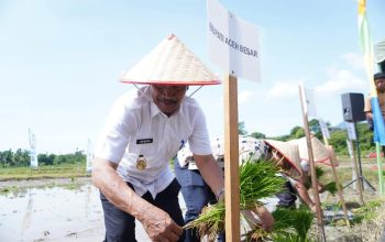 Wakil Bupati Aceh Besar, Drs. H. Syukri, memimpin kegiatan tanam padi serempak Brigade Pangan di Gampong Barueh, Kecamatan Kota Jantho, Jumat, 22 Mei 2026. (Foto: Prokopim Aceh Besar)