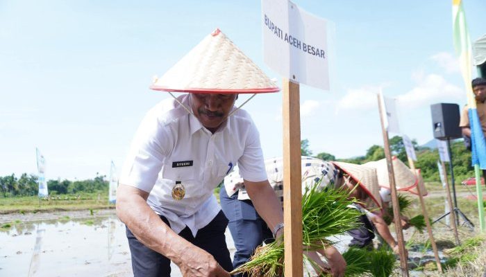 Wabup Aceh Besar Pimpin Tanam Padi Serempak