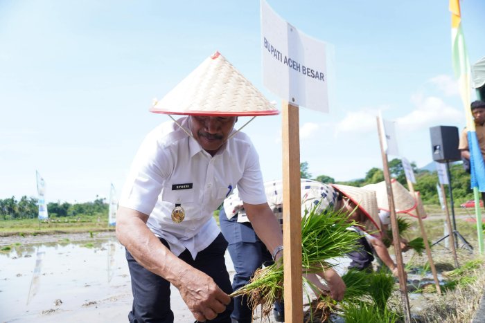 Wakil Bupati Aceh Besar, Drs. H. Syukri, memimpin kegiatan tanam padi serempak Brigade Pangan di Gampong Barueh, Kecamatan Kota Jantho, Jumat, 22 Mei 2026. (Foto: Prokopim Aceh Besar)
