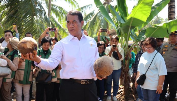 Mentan Temukan Ketidaksesuaian Bibit Kelapa di Manado