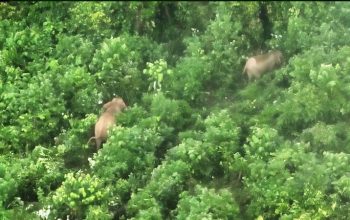 Perdana, Kemenhut Gunakan Drone Thermal Pantau Gajah Sumatera