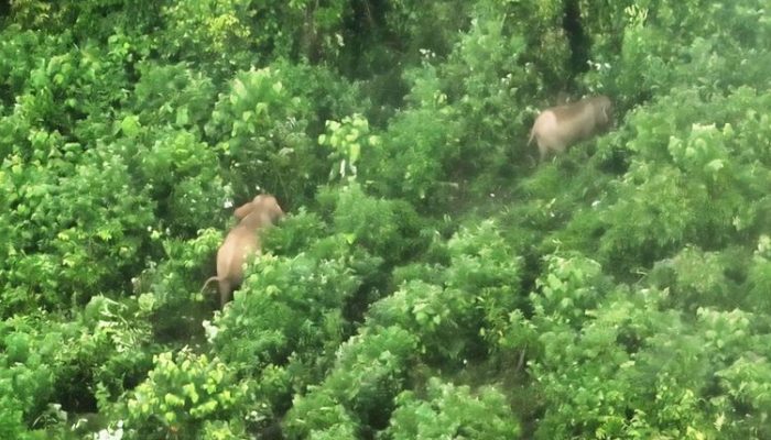 Perdana, Kemenhut Gunakan Drone Thermal Pantau Gajah Sumatera