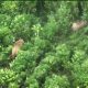 Perdana, Kemenhut Gunakan Drone Thermal Pantau Gajah Sumatera
