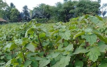 Harga Minyak Nilam Aceh Tembus Rp900 Ribu per Kilogram