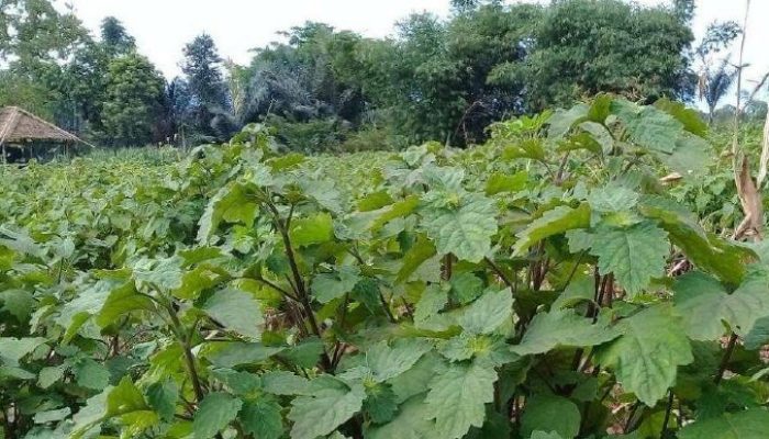 Harga Minyak Nilam Aceh Tembus Rp900 Ribu per Kilogram