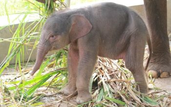 Lembah Hijau Catat Kelahiran Kedua Gajah Sumatera