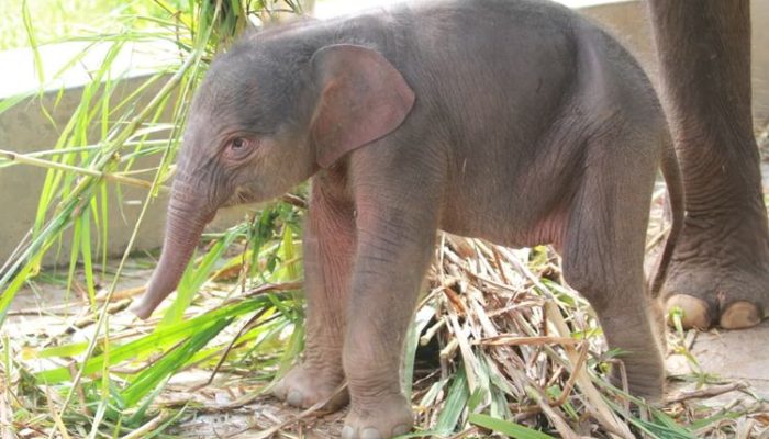 Lembah Hijau Catat Kelahiran Kedua Gajah Sumatera