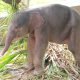 Lembah Hijau Catat Kelahiran Kedua Gajah Sumatera