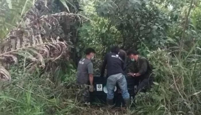 BKSDA Aceh Translokasi Orang Utan Betina dari Kebun Warga