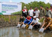 PHE NSO Tanam 300 Mangrove dan Tebar 700 Bibit Kepiting
