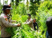 Polres Lhokseumawe Musnahkan Dua Hektare Ladang Ganja