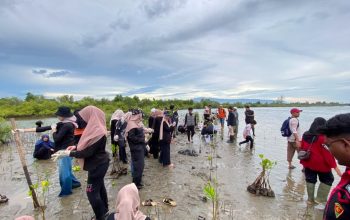 Pelajar dan Mahasiswa Tanam 300 Mangrove di Pesisir Aceh Besar