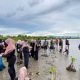Pelajar dan Mahasiswa Tanam 300 Mangrove di Pesisir Aceh Besar