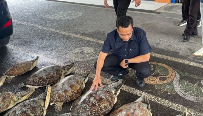 Polairud Polda Bali Gagalkan Perdagangan 21 Penyu Hijau Dilindungi