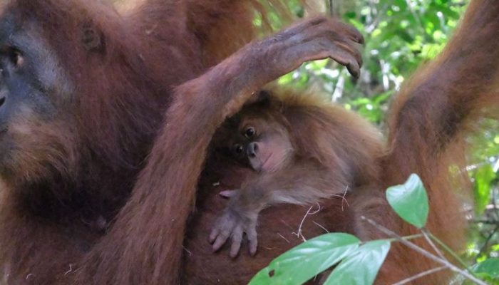Badar, Harapan Baru Orangutan Sumatra di Jantho