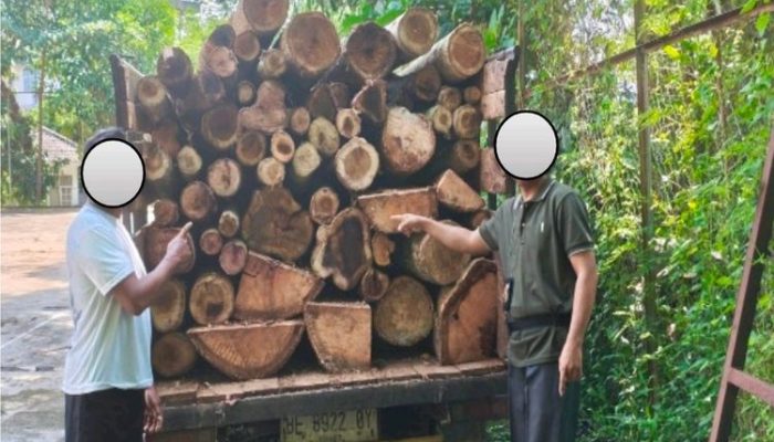 Dua Pelaku Pembalakan Liar Diciduk, 62 Kayu Disita