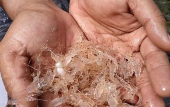 Pakar IPB: Hilirisasi Lobster Bisa Dongkrak Nilai Ekonomi Nasional