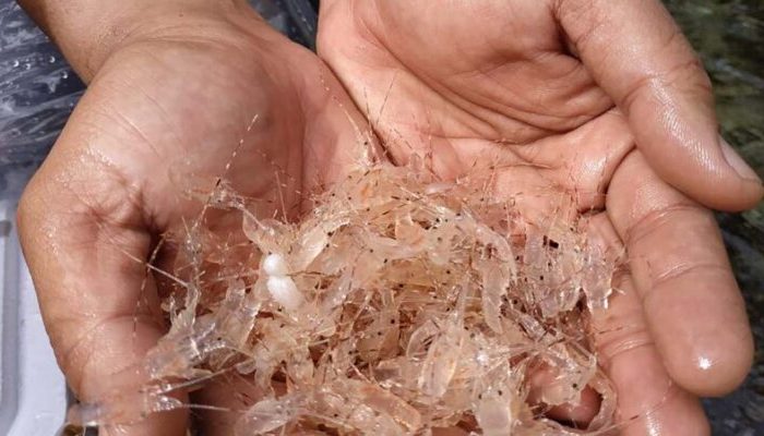 Pakar IPB: Hilirisasi Lobster Bisa Dongkrak Nilai Ekonomi Nasional