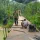 Rehab Jembatan Gantung Sawang Capai Progres 82,65 Persen