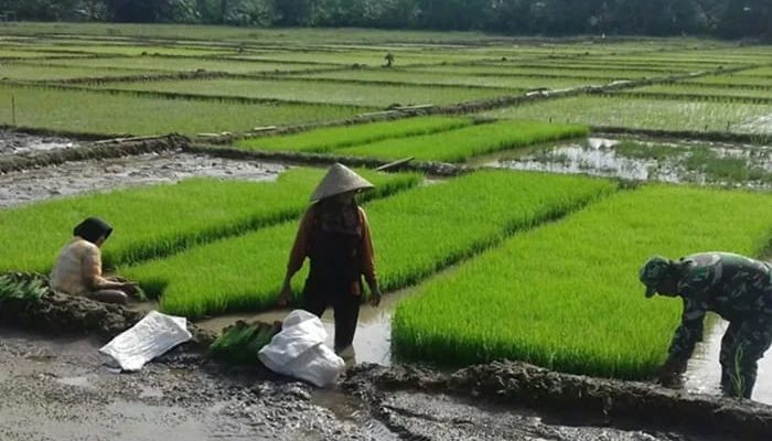 Cetak Sawah Baru 1.050 Hektare Perkuat Pangan Simeulue Kini