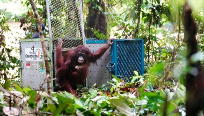 Lima Orangutan Dilepasliarkan di Taman Nasional Betung Kerihun