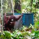 Lima Orangutan Dilepasliarkan di Taman Nasional Betung Kerihun
